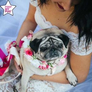 pettorina per matrimonio o cerimonia personalizzata per carlini bulldog cani